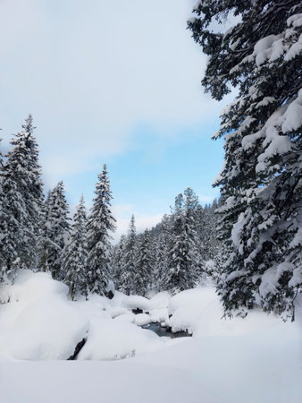 Winter landscape with snow covered fir trees and small river in the mountainsの写真素材