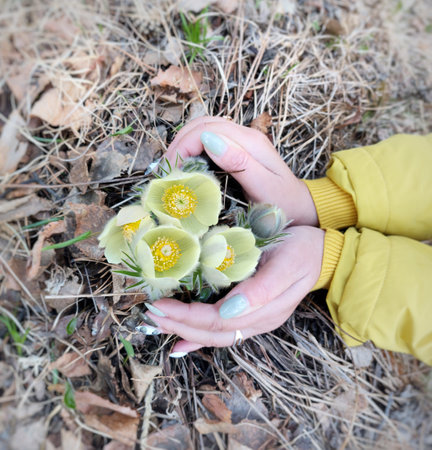 Spring flowers in the hands of a woman.の写真素材