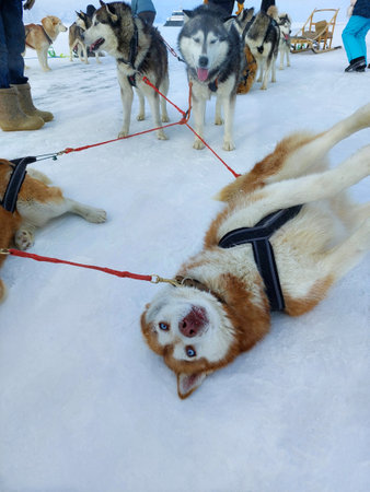 Sled dogs on the snow in winter, closeup of photoの写真素材