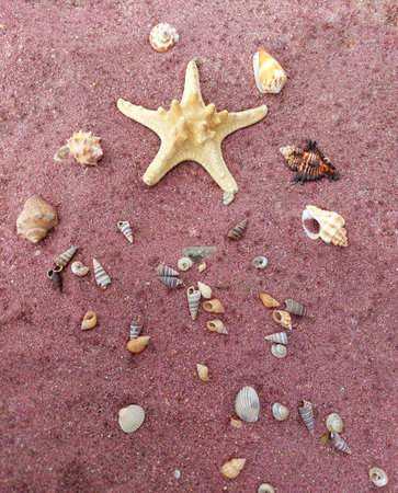 Starfish and seashells on sand background. top view.の写真素材