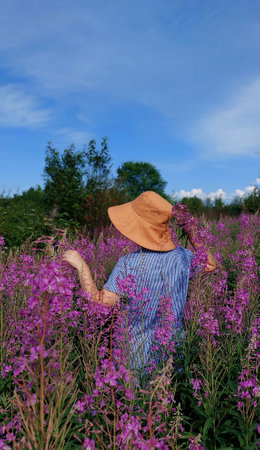 A woman in a straw hat and a blue dress stands on a blooming field of fireweed.の写真素材