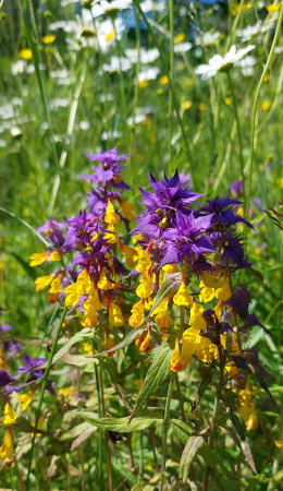 Beautiful wild flowers in the meadow on a sunny summer dayの写真素材