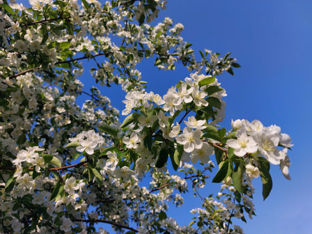 Apple tree in bloom. White flowers on the branches against the blue sky.の写真素材