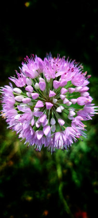 Close up of a purple clover (Allium pratense) flowerの写真素材