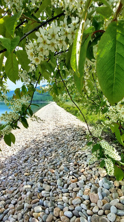 Pebble path leading to the lake with white flowers and green leavesの写真素材