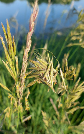 Spider's nest in the grass. close-up.の写真素材