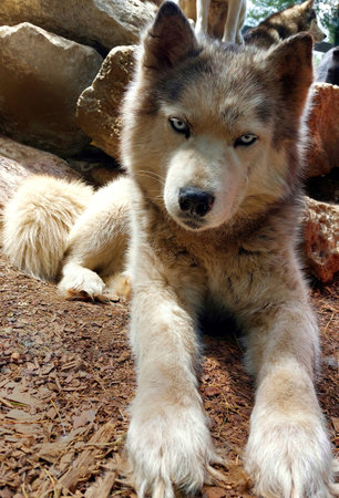 Alaskan Malamute lying on the ground in the zooの写真素材