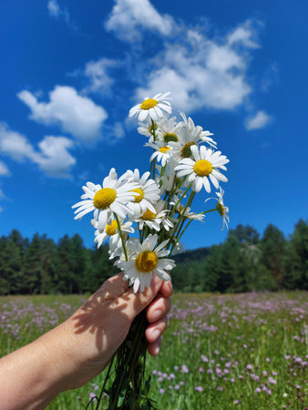 bouquet of daisies in the hand against the blue skyの写真素材