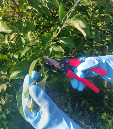 Gardener pruning apple tree with pruning shears in orchard