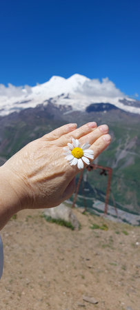 Chamomile flower in the hand of a woman against the background of the mountainsの写真素材