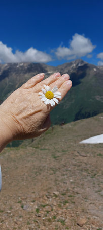 Chamomile flower in the hand of a woman on a background of mountainsの写真素材