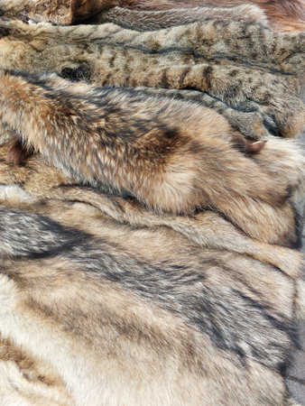 Texture, background. Wolf fur, close-up.の写真素材