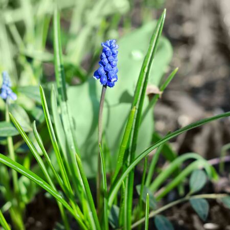 Muscari or murine hyacinth, spring snowdrop in the garden.の写真素材