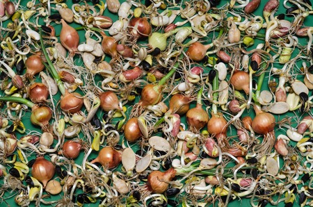 Many sprouted seeds: onion, bean, sunflower and other crops on a green background.の写真素材
