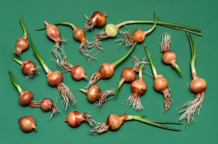 Small sprouted onion bulbs, lay on a green background.の写真素材