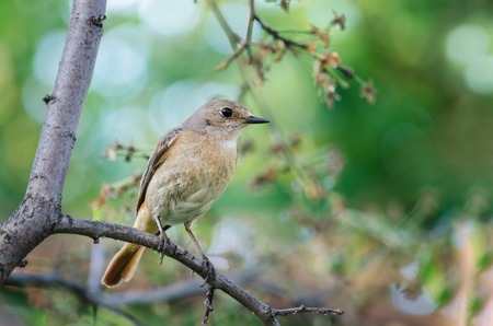 The female Redstart, sitting on a branch of a plum tree in the garden, bokeh and place for textの写真素材