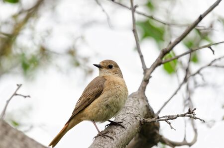 The female Redstart, sitting on a branch of a plum tree in the garden, bokeh and place for textの写真素材