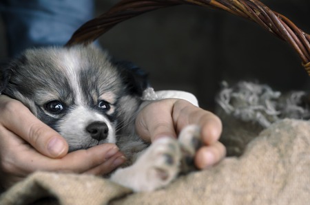 Sad homeless puppy, little foundling. Selective focusの写真素材