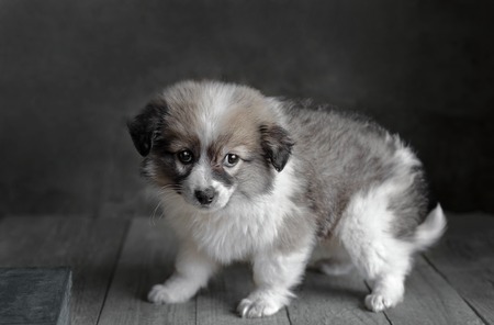 Little puppy standing on old wooden surface. Dark grey background, selective focus.の写真素材