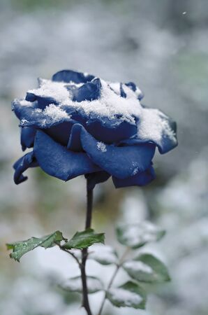 Blue rose on snow background colorful bokeh. Toned, selective focus.の写真素材
