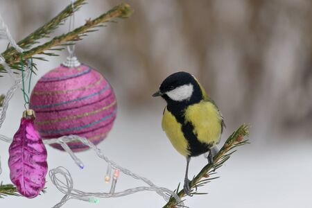 Titmouse sitting on a branch of spruce, decorated for Christmas. Selective focusの写真素材