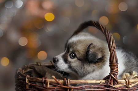Little puppy sitting in a basket on the background of colorful bokeh. Selective focus.の写真素材