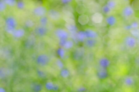Abstract natural background with bokeh, flower fieldsの写真素材