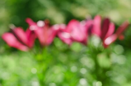 Abstract natural background with bokeh lilies in the gardenの写真素材