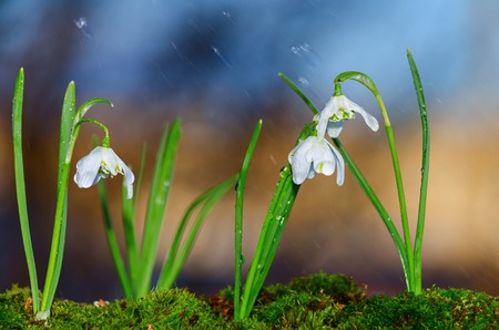 Snowdrops bloom in nature in the rain. Selective focus.の写真素材