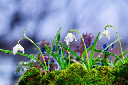 Snowdrops and other spring flowers wet after the rain. Selective focus.の写真素材