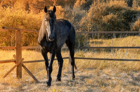 White horse standing in the paddock in the summer.の写真素材