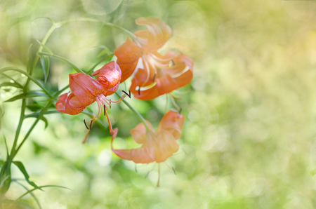 Blurred summer background with beautiful flowers, lilies.の写真素材