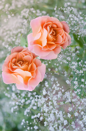 Natural summer background of babys breath with rosesの写真素材