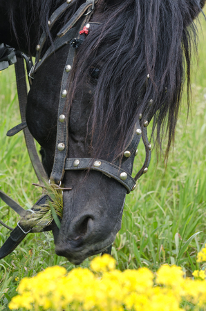 Natural portrait of a horse eating grass in a meadow.の写真素材