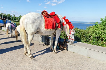 Decorated horses on vacation in the cityの写真素材