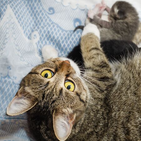 Grey cat with tufts on the ears, lies with newborn kittens. Selective focus