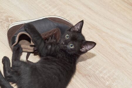 Black little kitten playing with Shoe. Selective focus, plenty of room for textの写真素材