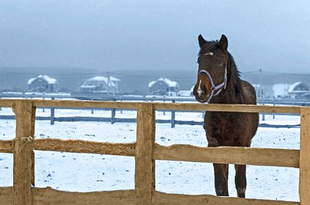 Horse in winter in the fence, snow falls. Village in the distanceの写真素材