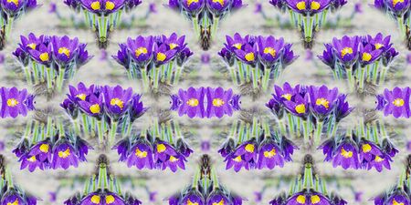 Natural spring background with blooming forest snowdrops, collageの写真素材