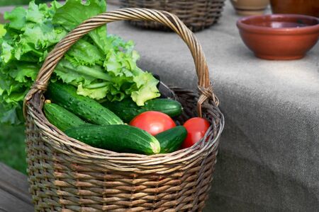 Old basket with fresh vegetables collected. Selective focusの写真素材