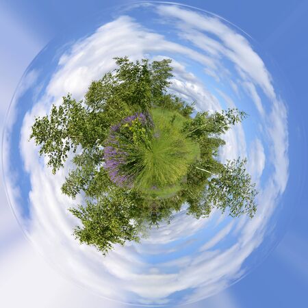 Summer beautiful planet with birches and flowers. Blue sky in clouds.