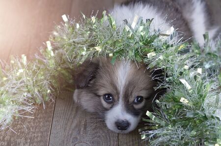 Pembrok Welsh Corgi puppy hid under Christmas tinsel. Tired of playingの写真素材