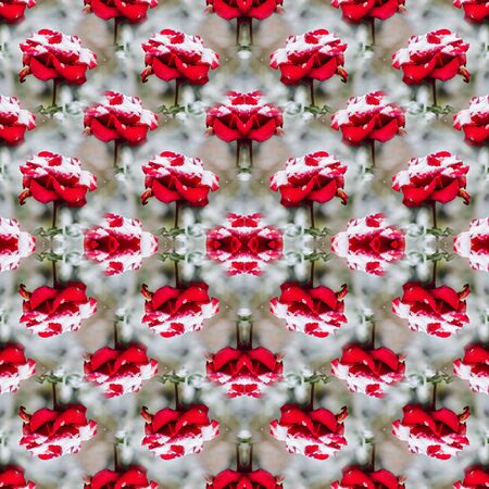 Floral background with red roses in the snowの写真素材