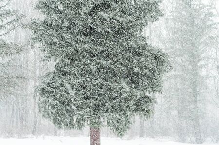 Heavy snowfall in winter in the forest. February snowstorm in Russiaの写真素材