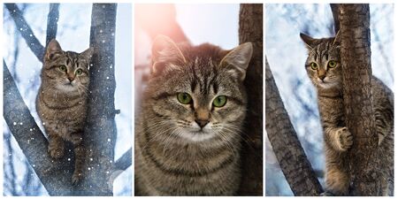 Collage of three portraits of a cute gray cat, in different processingの写真素材