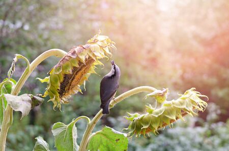 A small bird sits on a sunflower with seeds in its beak. Selective focusの写真素材