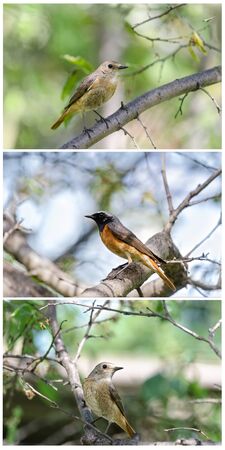 Red-tailed songbirds sit on a tree branch in the garden. Vertical collageの写真素材