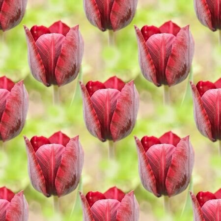 Square background with red tulips and green background . Collageの写真素材