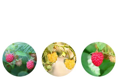 Ripe red and yellow raspberries on a Bush. Collage of round photos on a white background. The...