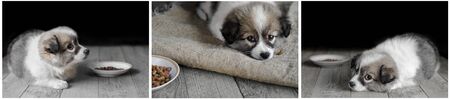 A small cute puppy lying on a dark wooden background. Collage of three photosの写真素材